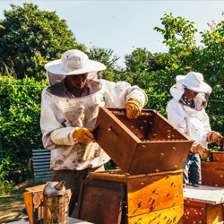 У пчеловодов может появиться специальное ведомство и господдержка