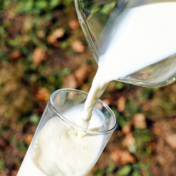 О свойствах и пользе молока