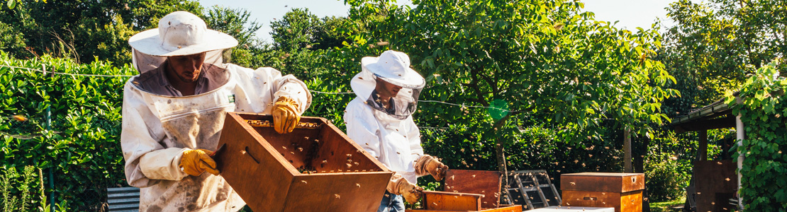 У пчеловодов может появиться специальное ведомство и господдержка