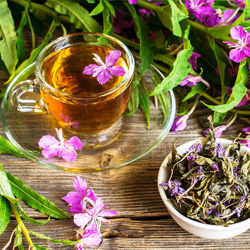 Копорский чай – лечение с полей и огорода
